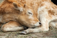 Picture of calf sleeping