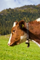 Picture of calf wearing bell, profile