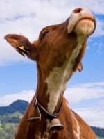 Picture of calf wearing bell