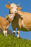 Picture of calf with mum
