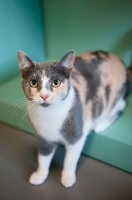Picture of calico cat standing on green shelf with front paws out