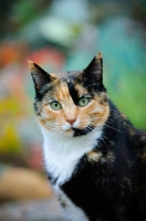 Picture of calico cat (tortoiseshell and white), looking at camera
