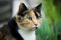 Picture of calico cat (tortoiseshell and white)