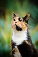 Picture of calico cat (tortoiseshell and white) portrait