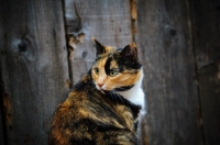Picture of calico cat (tortoiseshell and white) near wood