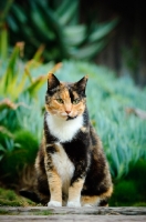 Picture of calico cat (tortoiseshell and white)