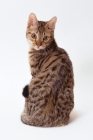 Picture of california spangled cat back view