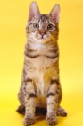 Picture of california spangled cat front view