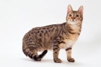 Picture of california spangled cat on white background