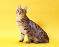 Picture of california spangled cat sitting 