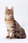 Picture of california spangled cat sitting on white background
