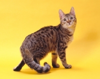 Picture of california spangled cat standing on yellow background