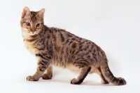 Picture of california spangled cat standing on white background