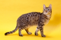 Picture of california spangled cat walking on yellow background