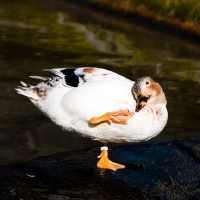 Picture of Call duck, scratching