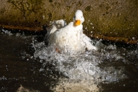 Picture of Call duck splashing into water