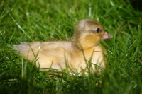 Picture of Call duckling on grass