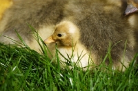 Picture of Call duckling on grass