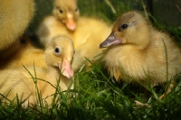 Picture of Call ducklings
