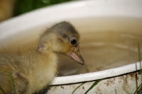 Picture of Call duckling