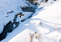 Picture of Call ducks in winter