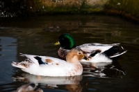 Picture of Call ducks, silver duck and drake