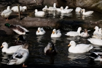 Picture of Call ducks swimming in water