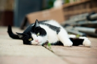 Picture of calm bi coloured cat lying down