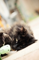 Picture of calm cat with toy