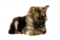 Picture of calm German Shepherd (aka Alsatian) puppy