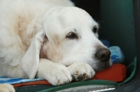 Picture of calm Golden Retriever