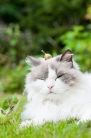 Picture of calm Ragdoll cross Persian