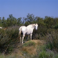 Picture of Camargue mare back view looking round