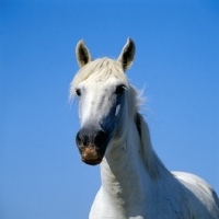 Picture of Camargue mare, head shot   