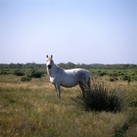 Picture of Camargue mare in Camargue 