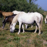 Picture of Camargue mares and foals grazing