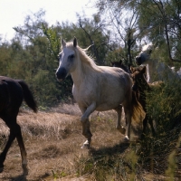 Picture of Camargue mares and their foals trotting down path in Camargue