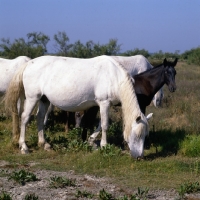 Picture of Camargue mares grazing with a foal 