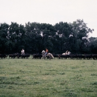 Picture of Camargue ponies and gardiens  rounding up bulls for games in bullring