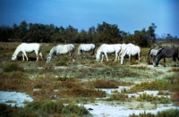 Picture of camargue ponies grazing together