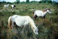 Picture of camargue ponies in the camargue, france