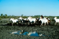Picture of camargue ponies running together