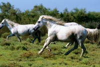 Picture of camargue ponies running 
