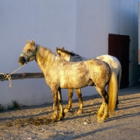 Picture of Camargue ponies tied up, late evening light 