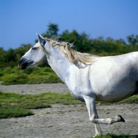 Picture of Camargue pony action