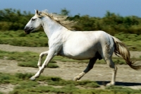 Picture of camargue pony, canter