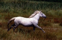 Picture of camargue pony cross bred galloping on the camargue 