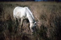 Picture of Camargue pony grazing in scenic grass and rushes
