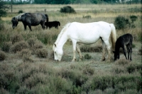 Picture of camargue pony grazing with foal