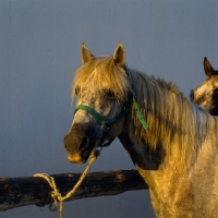 Picture of Camargue pony head and shoulders late evening light